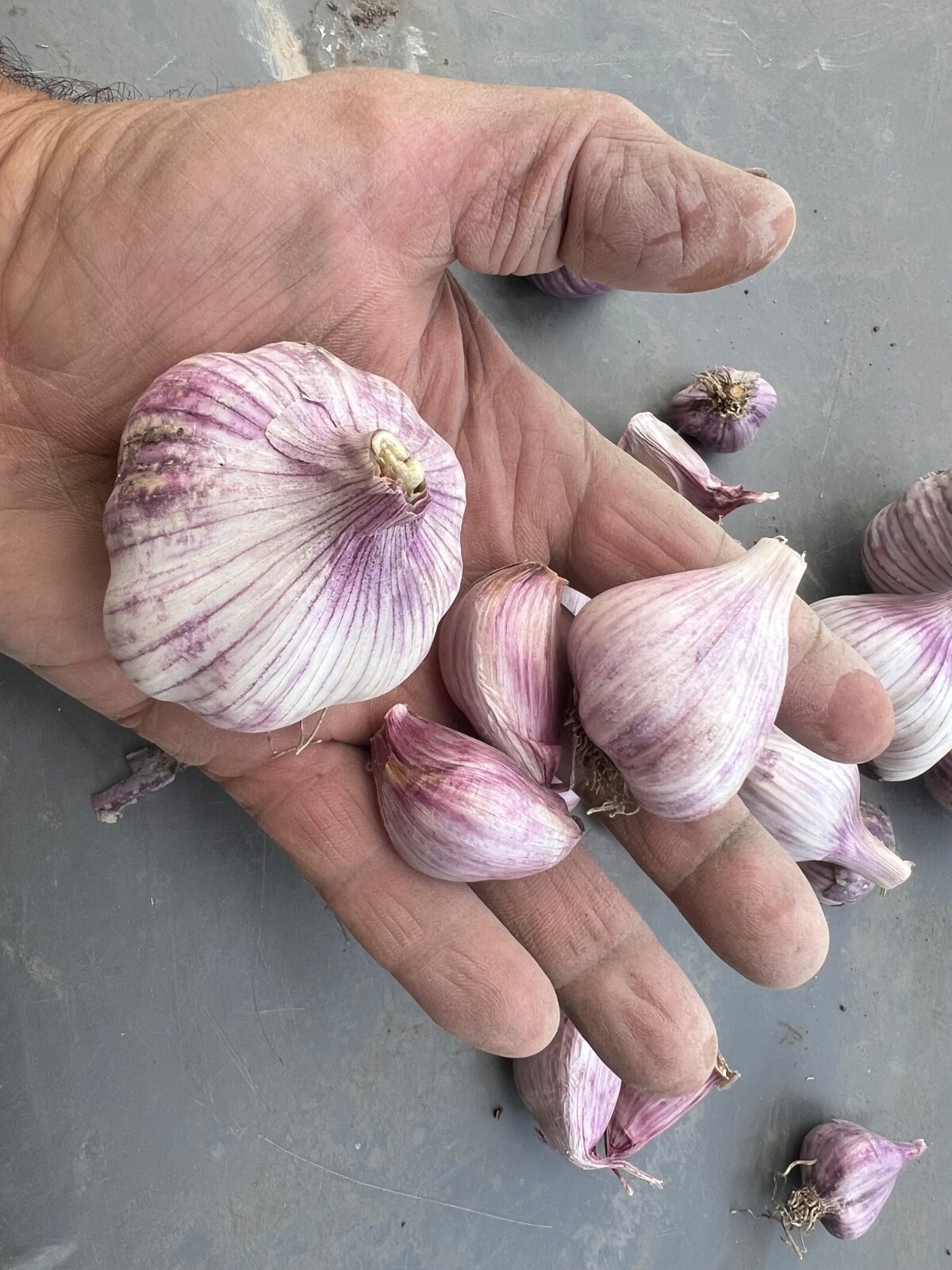 CHESNOK RED GARLIC Bulbs, Organic, eating/planting – FREE SHIPPING
