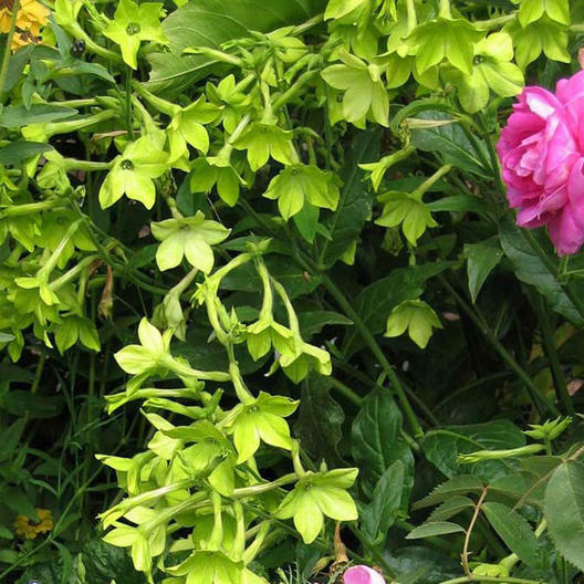Tobacco LIME GREEN Flower Seeds Nicotiana Pure Seed Part-Shade Non-GMO 500 Seeds