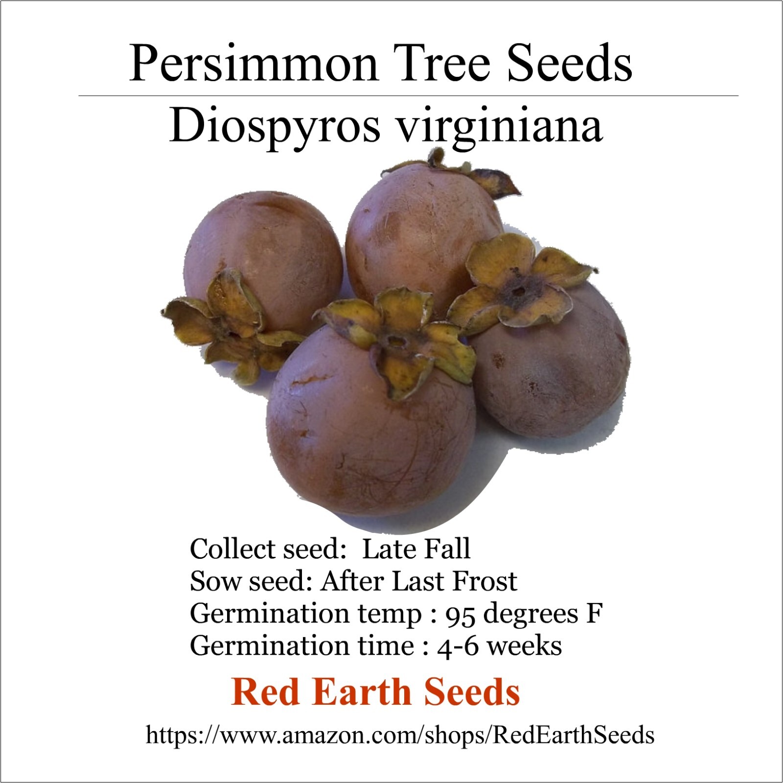 Persimmon Tree – 10 seeds – Diospyros virginiana