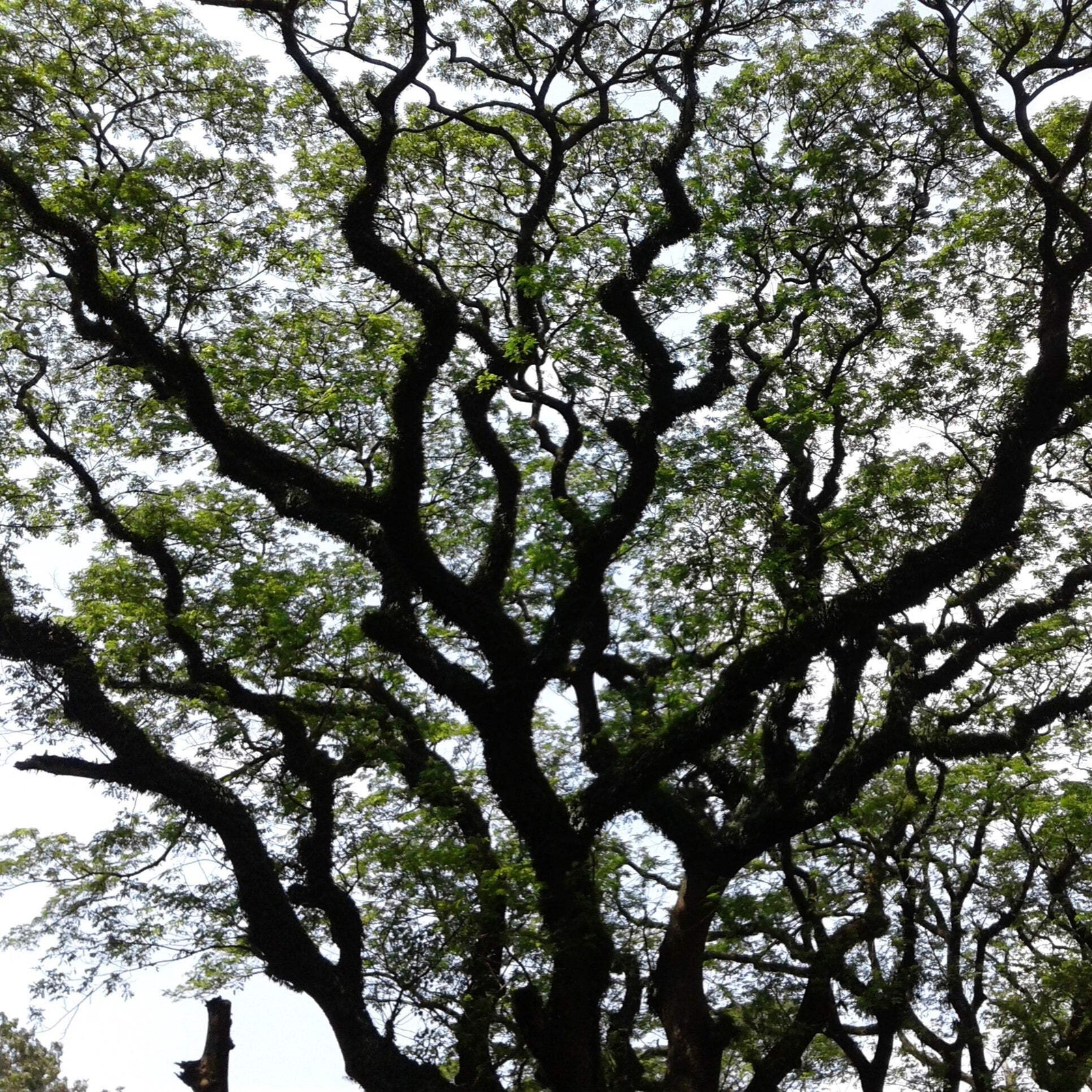 20 WOMAN’S TONGUE TREE White Mimosa Nectar Flower Albizia Lebbeck Legume Seeds