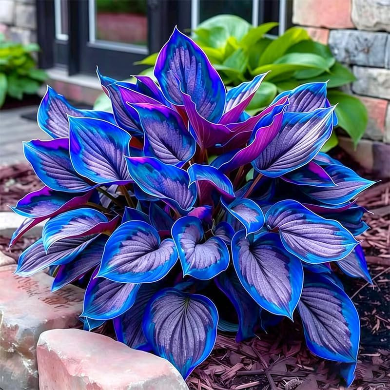 175Pcs Mix Hosta Seeds for Planting – Perennial Shade-Loving Flowers