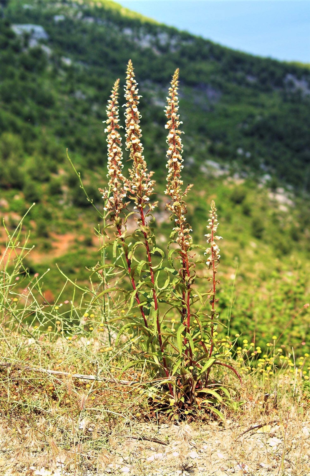200 GRECIAN FOXGLOVE Wooly Digitalis Lanata Hummingbird White Yellow Flower Seed