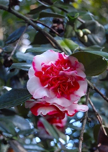 Gigantea~~Camellia Japonica-Live Starter Plant -Highly Variable Blooms!