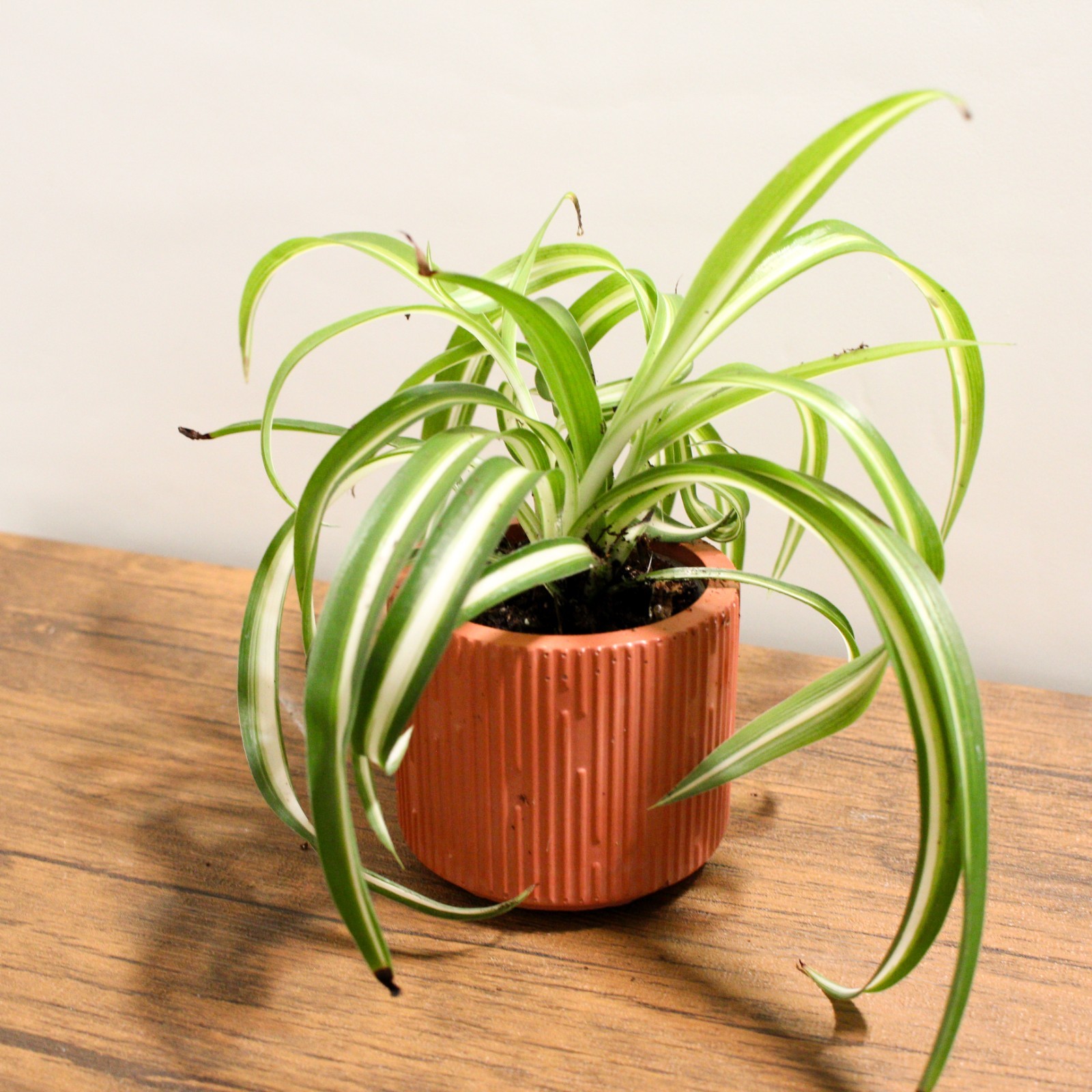Fully ROOTED Curly Bonnie Spider Plant Cutting: Easy-Grow, ready to repot