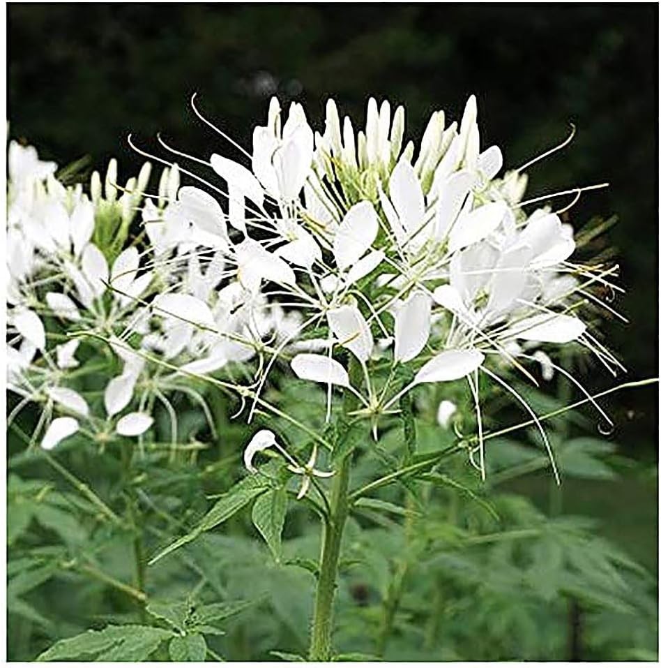 Mixed Cleome – Spider Plants – Nectar Flower for Monarch Butterflies – multi