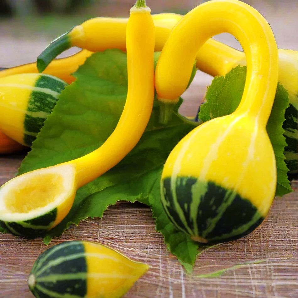 Small Spoon Ornamental Gourd Seeds – For 2025 Planting Bicolor Yellow Green