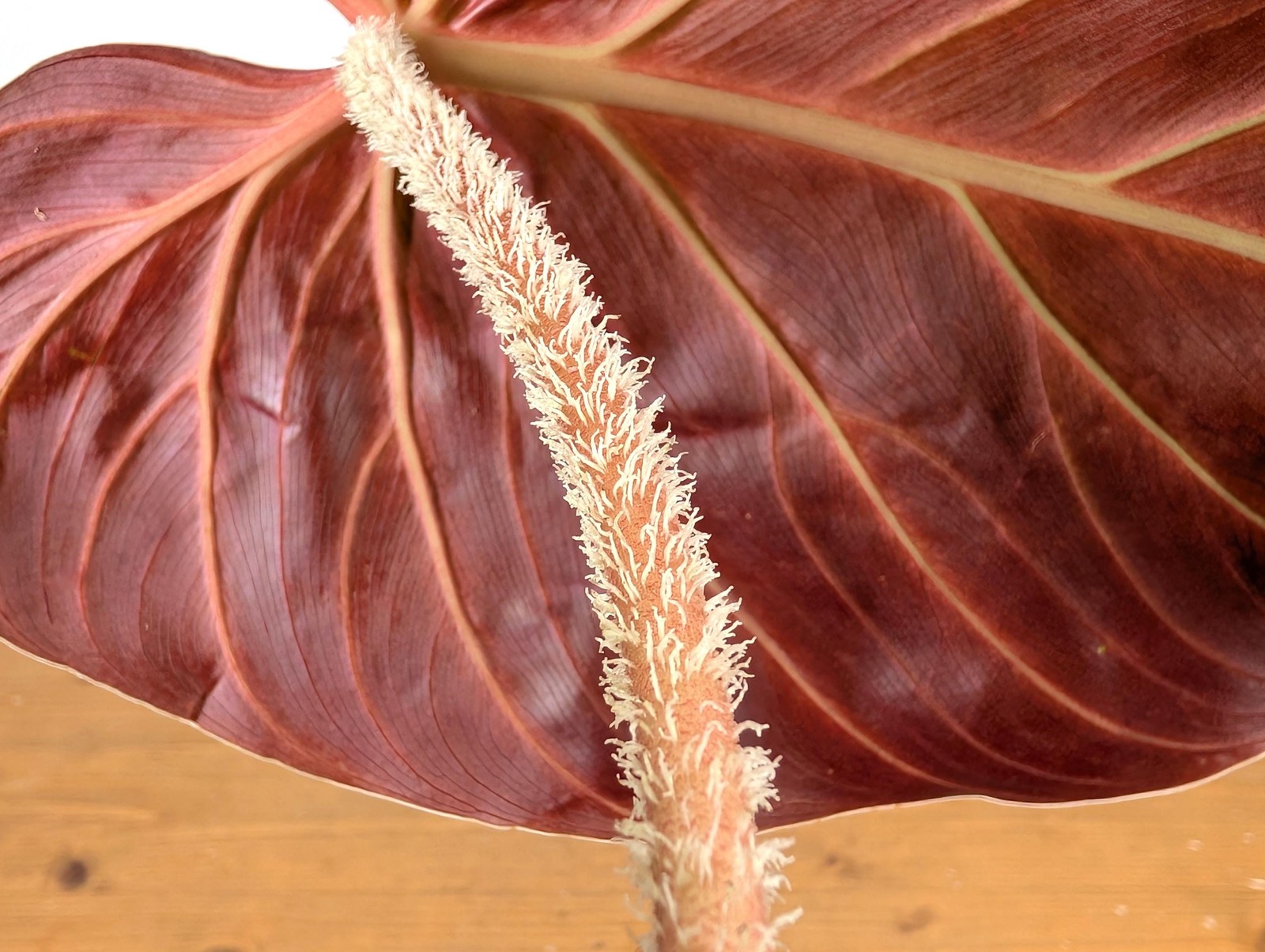 Philodendron Verrucosum ‘Amazon Sunset’ Deep Vibrant Red Backed Velvety Soft