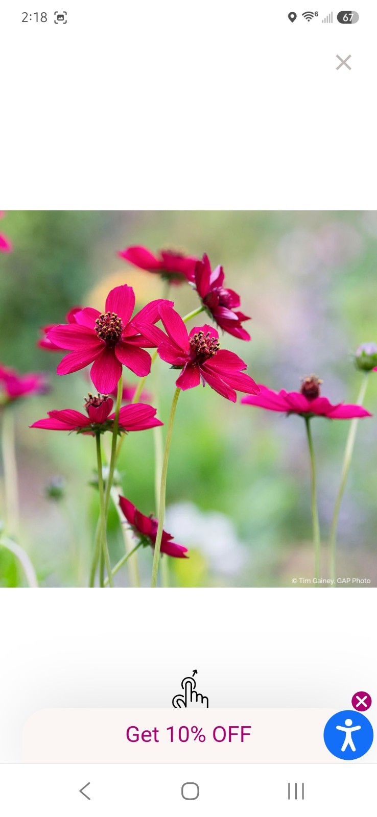 Chocolate Cherry Cosmos Live Plant