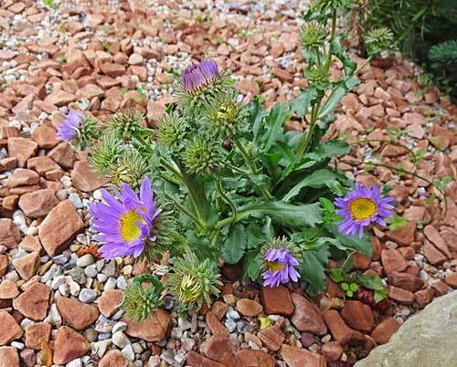 Machaeranthera bigelovii | Purple Tansy or Wild Aster | 100 Seeds
