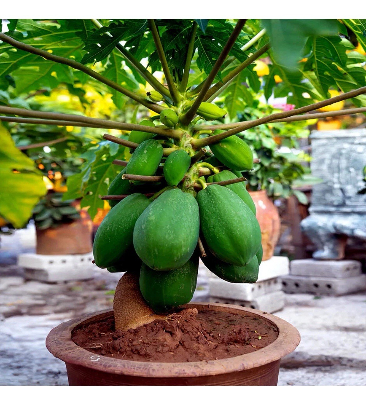 🟡Dwarf Solo Waimanalo Papaya Seeds 25ct 🌴Hawaiian Fast Fruit Houseplant