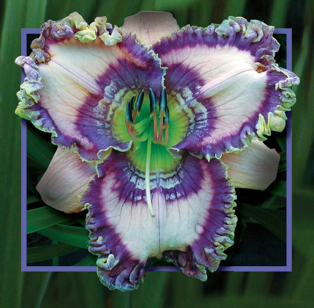2 Double Bareroot Fans Cobalt Rings Daylily