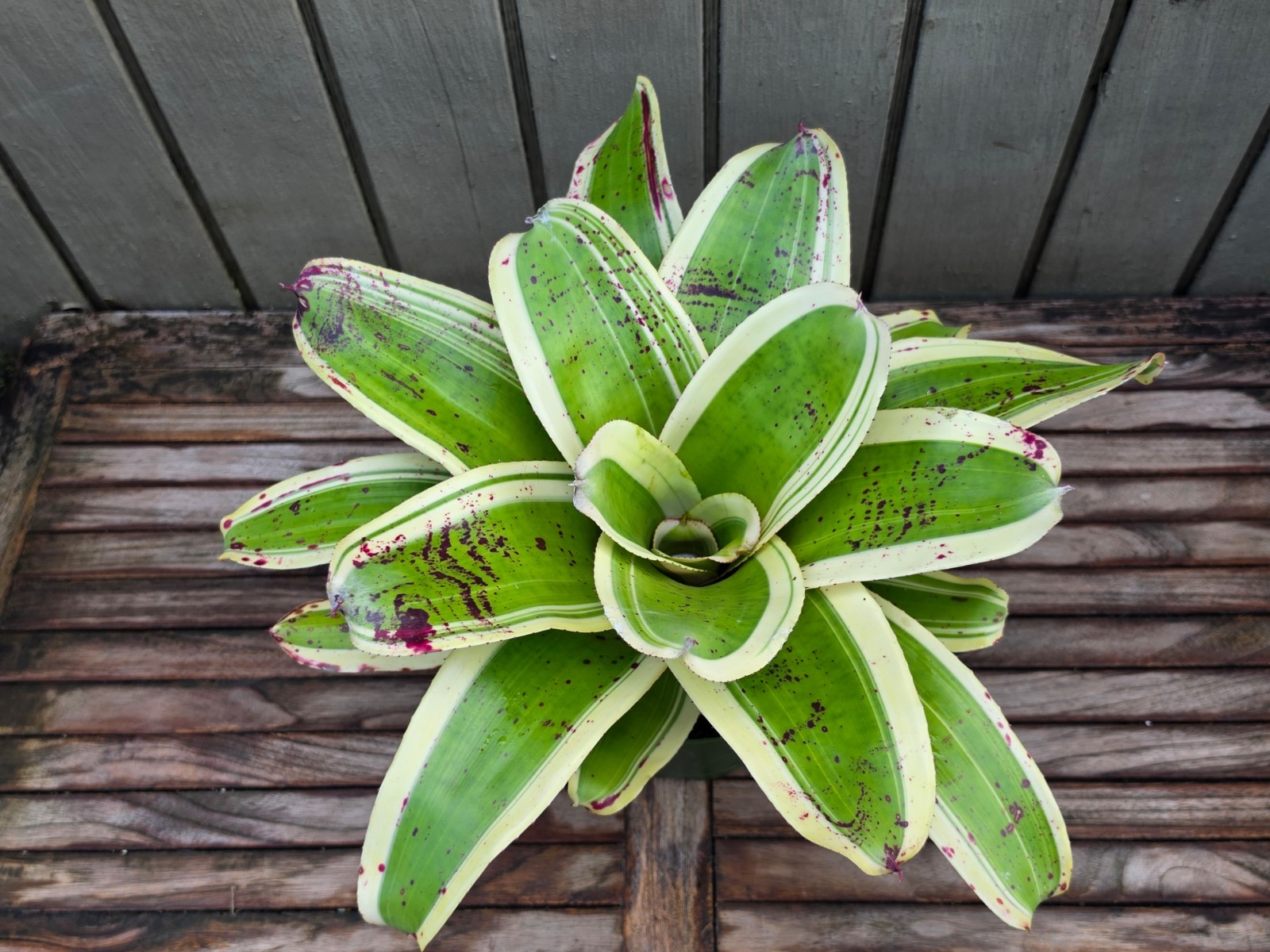 Neoregelia ‘Ink Well’ (Albo-Marginated) rare bromeliad 6”pot