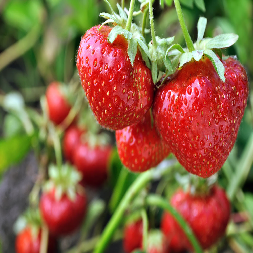 Sparkle June bearing 25 Live Strawberry Plants, NON GMO,