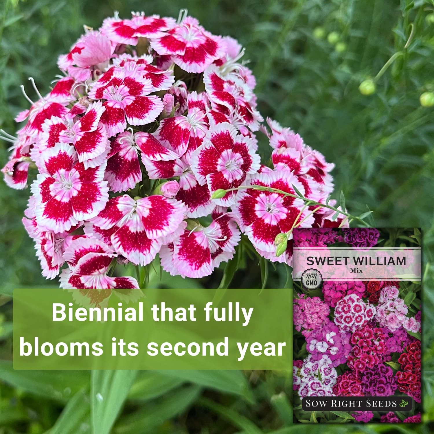 Sow Right Seeds – Sweet William Mix Flower Seeds for Planting – Beautiful and Ed