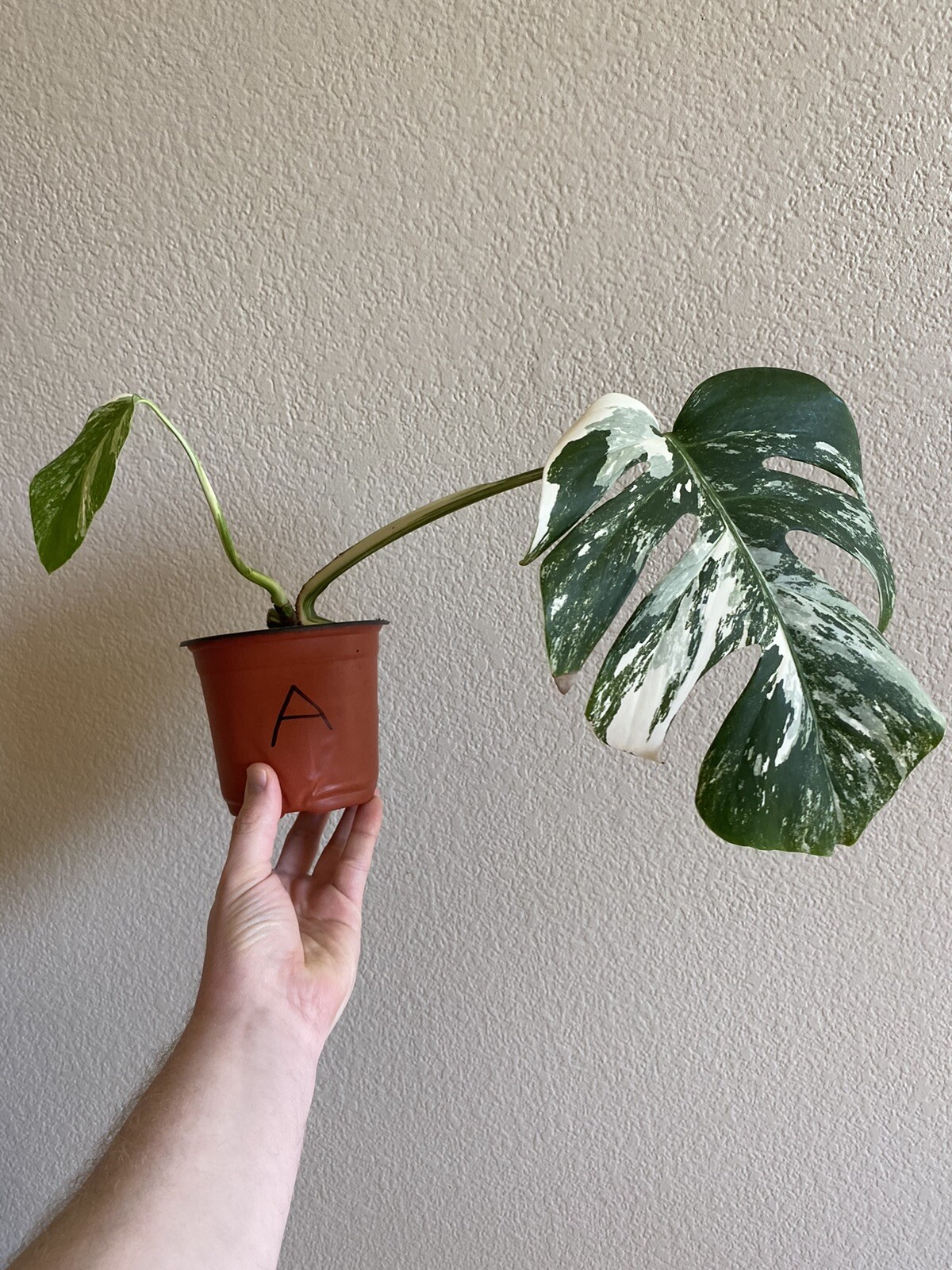 Variegated Monstera Albo Borsigiana – See Description – Available: A, B, D, E