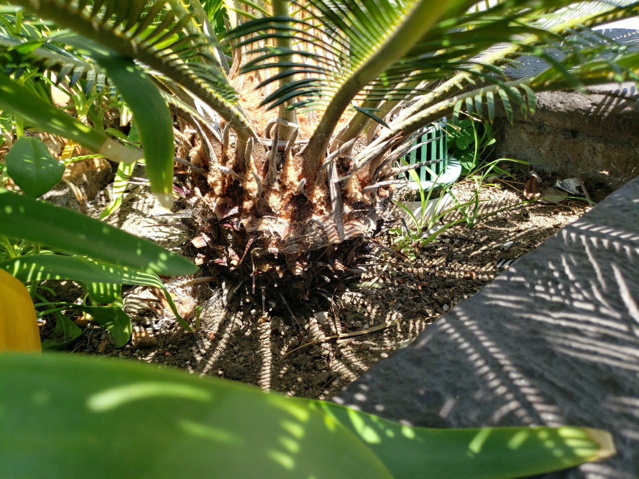Huge base King Sago Palm wide leaf span cycad 15 Yrs Old Fossil