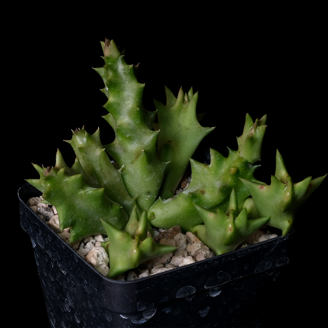 Orbea melanantha – 2.5″ tall pot – Stapeliad
