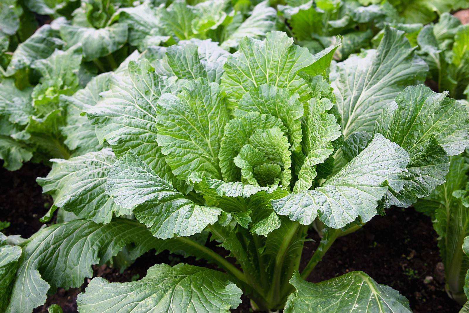 500 MICHIHILI CABBAGE Chinese Chard / Bok Choy / Pak Choi / Celery Mustard Seeds