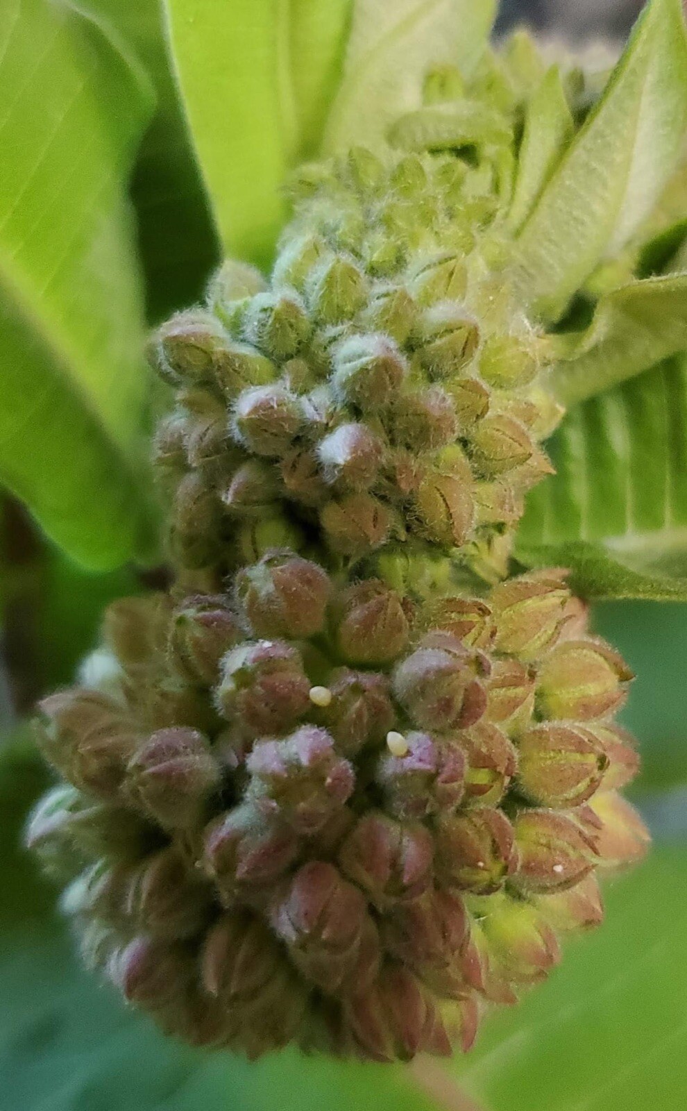 Common Milkweed 100+ seeds (Asclepias syriaca) Help Monarch Butterflies