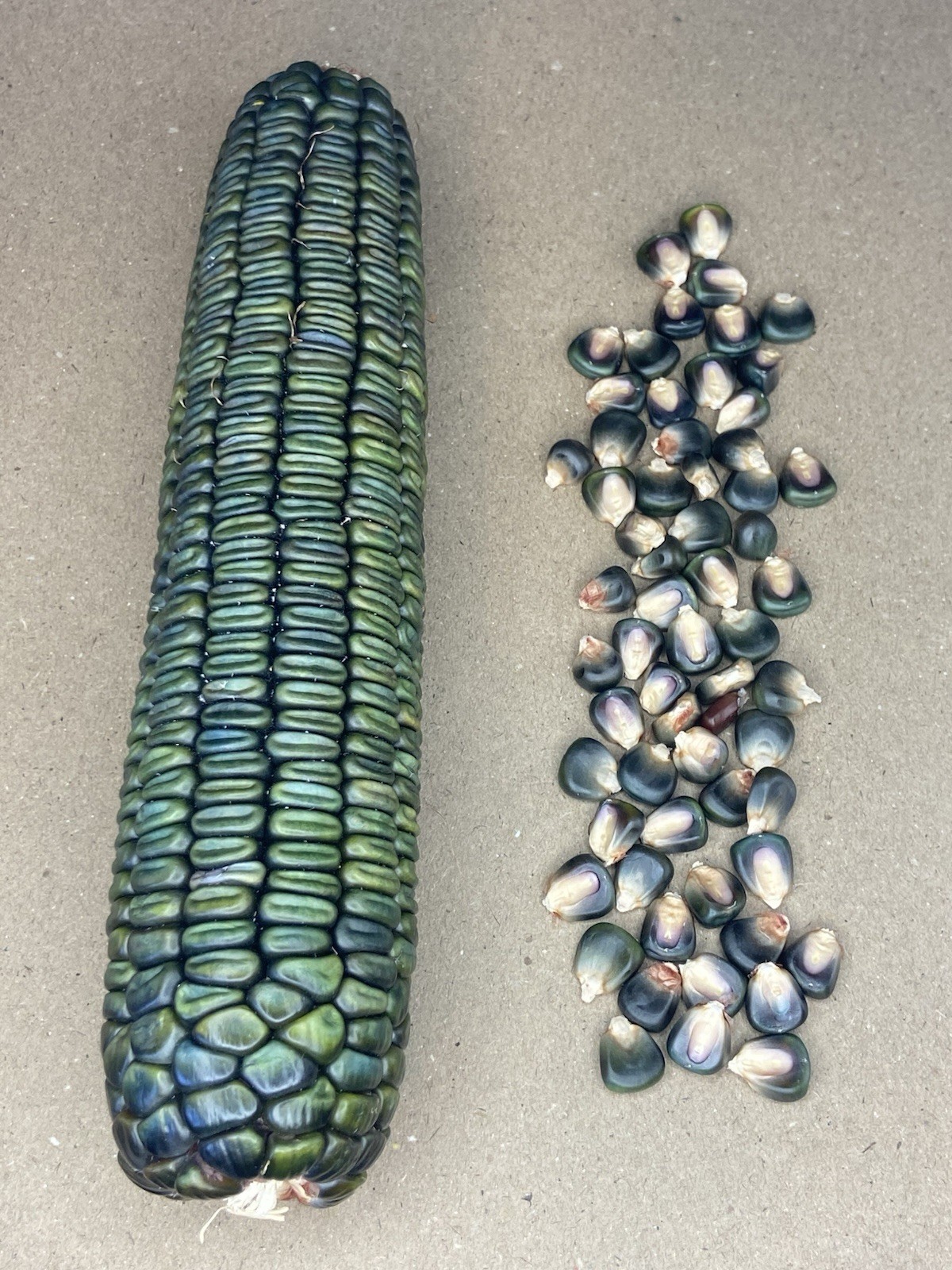 Oaxacan Green Dent Corn Seeds 50 Count. Non- GMO, Untreated Small Farm Product