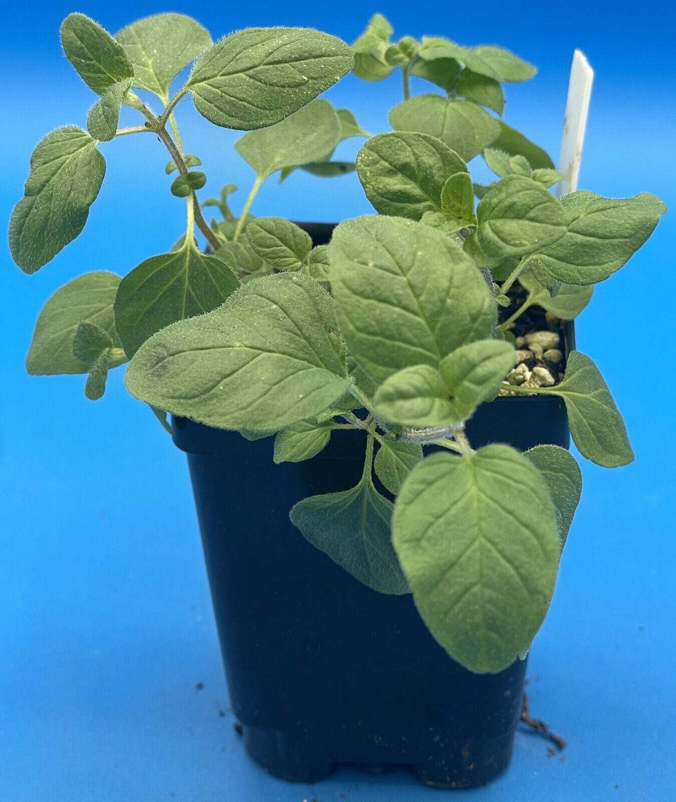 Italian Oregano Live Plant 3″ Starter Pot – Origanum vulgare