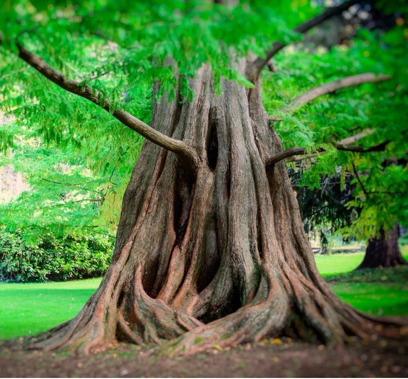 Redwood Tree Large Branch Cutting / BONSAI (Metasequoia glyptostroboides),