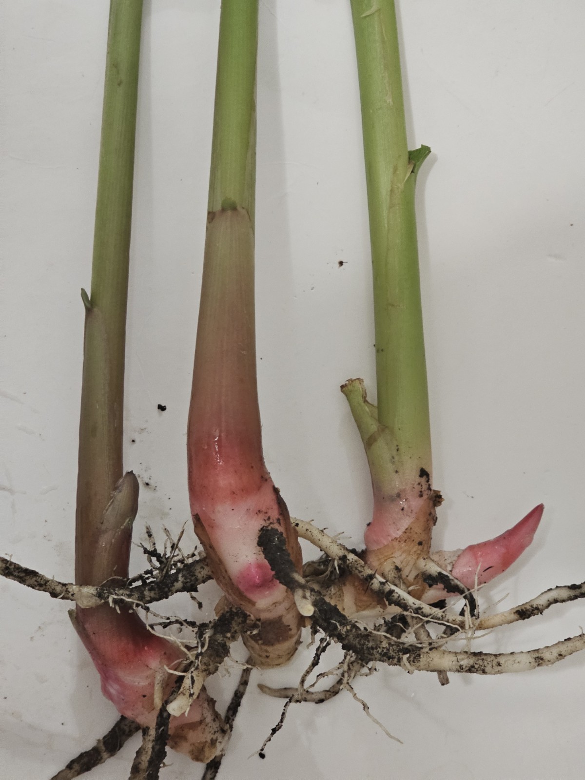 3 Plants Alpinia Officinarum Lesser Galangal Ginger 12 Inches Medicinal.