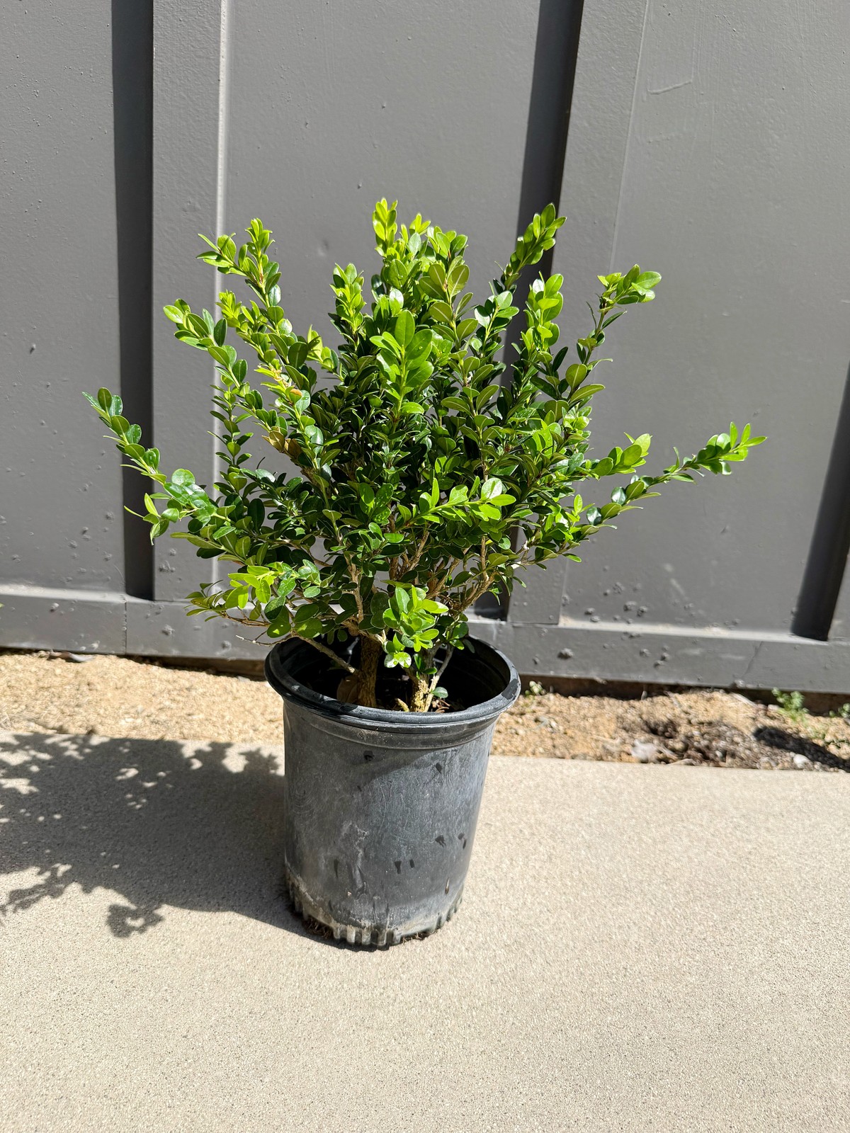 Green Beauty Boxwood, 1 Gallon Pot, Evergreen Hedge Shrub