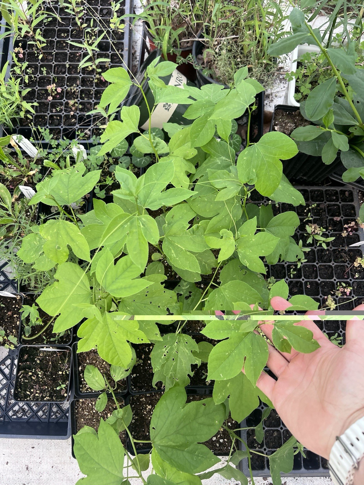 Maypop Passion Flower Plant Passiflora Incarnata, Live, 6-8 Inch Height, 4″ Pot