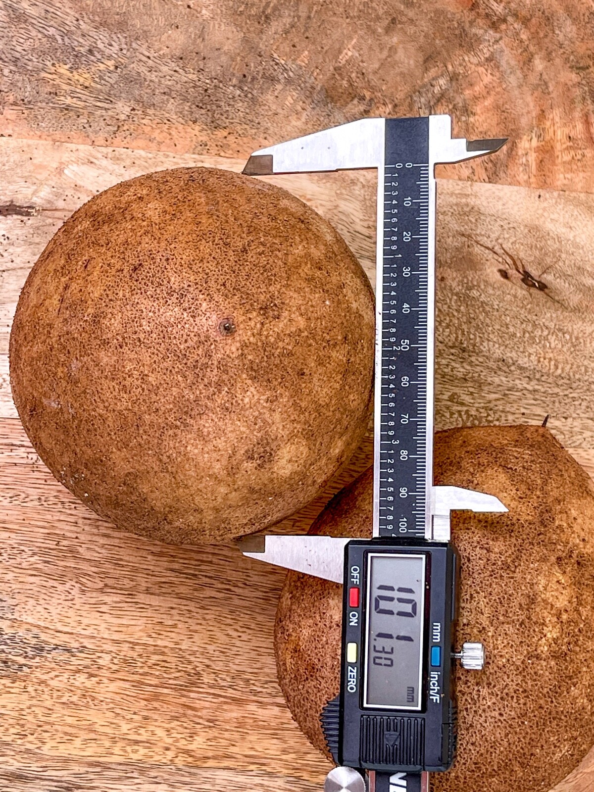 Sapodilla Manilkara Zapota Chiku Excalibur Tropical Tree Starter PLANT Seedling