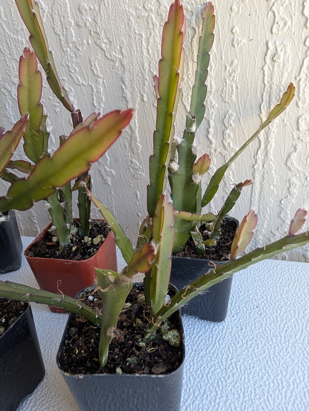 “Rhipsalis Cactus” Lepismium Cruciforme Rooted Cuttings In 2 “Pot