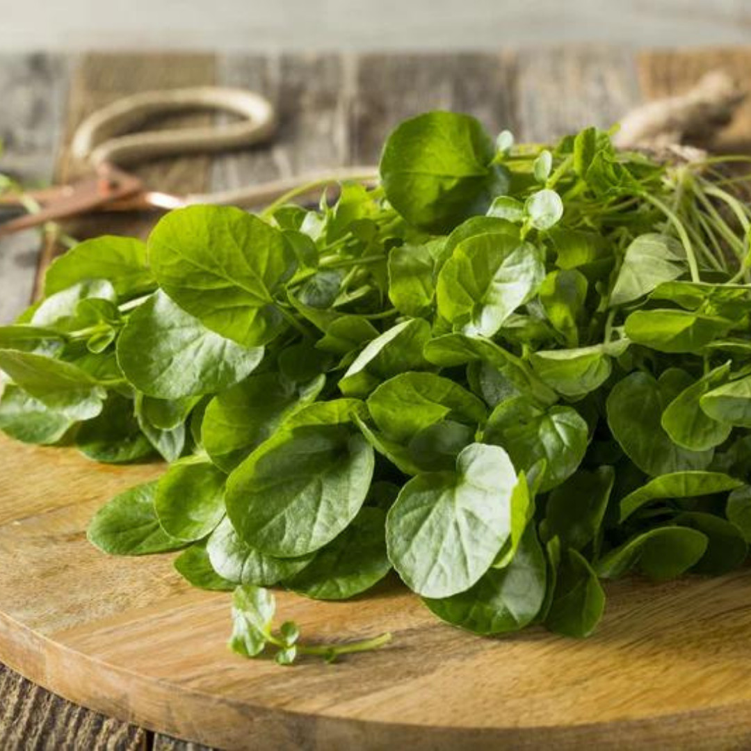 Fresh Green Watercress Seeds | Xi Yang Cai | Heirloom Non-GMO | Vegetables Seeds