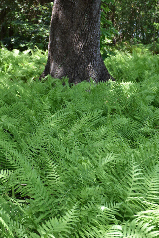 Southern Shield Fern 25 Plants in 3-1/2 inch Pots