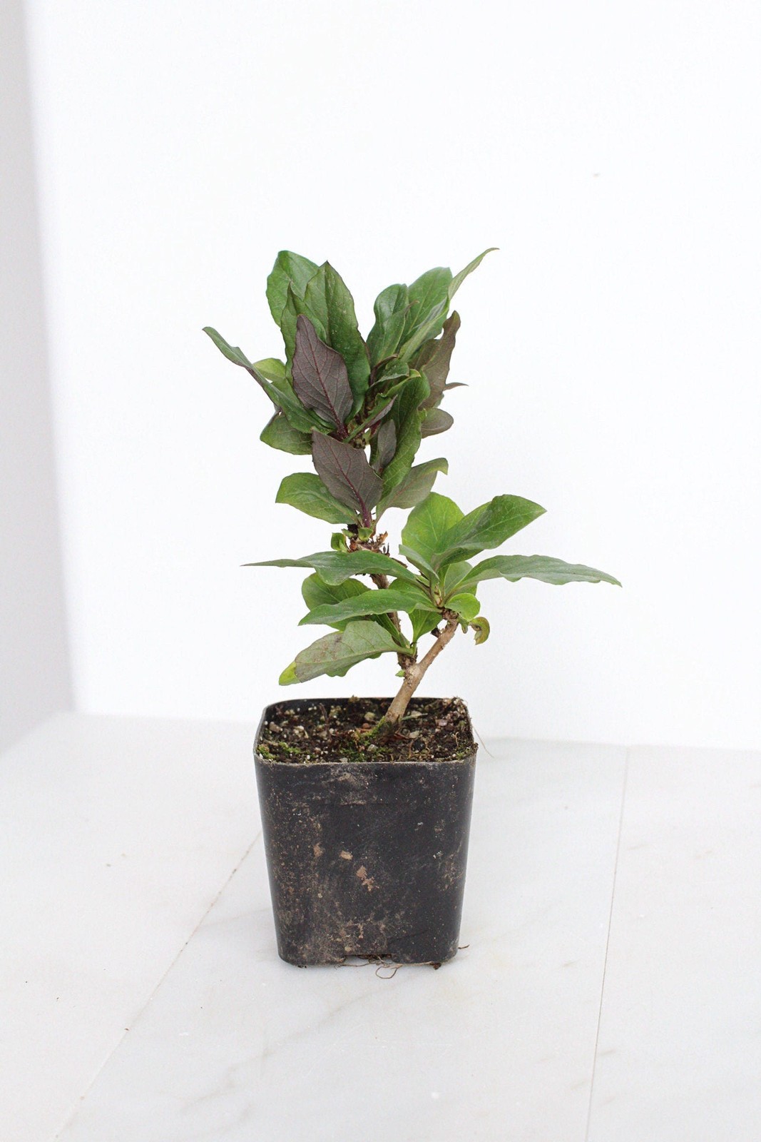 Purple Honeysuckle Vine, 2 Inch Pot, Hardy Climbing Garden Plant, Fast Growing