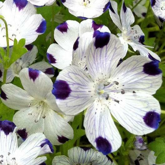 Five-Spot / Buffalo Eyes Nemophila Native Sun or Shade Spring Non-GMO 200 Seeds!