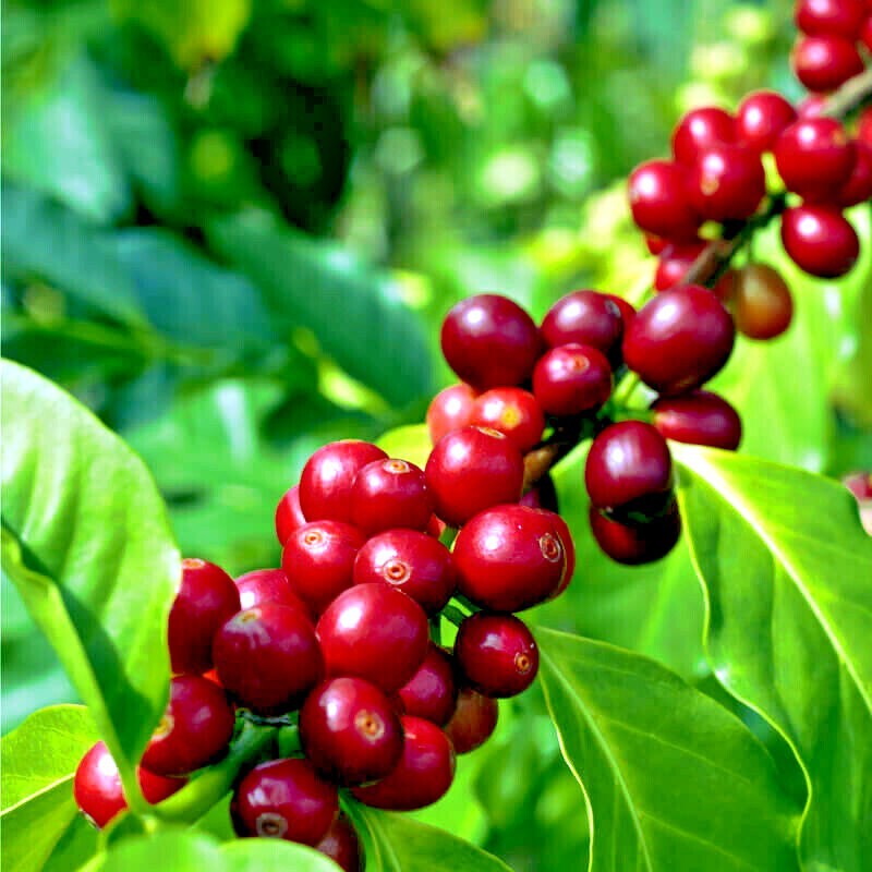20 Coffea arabica Seeds Tropical EXOTIC Coffee Bean Indoor House Plant Tree RARE