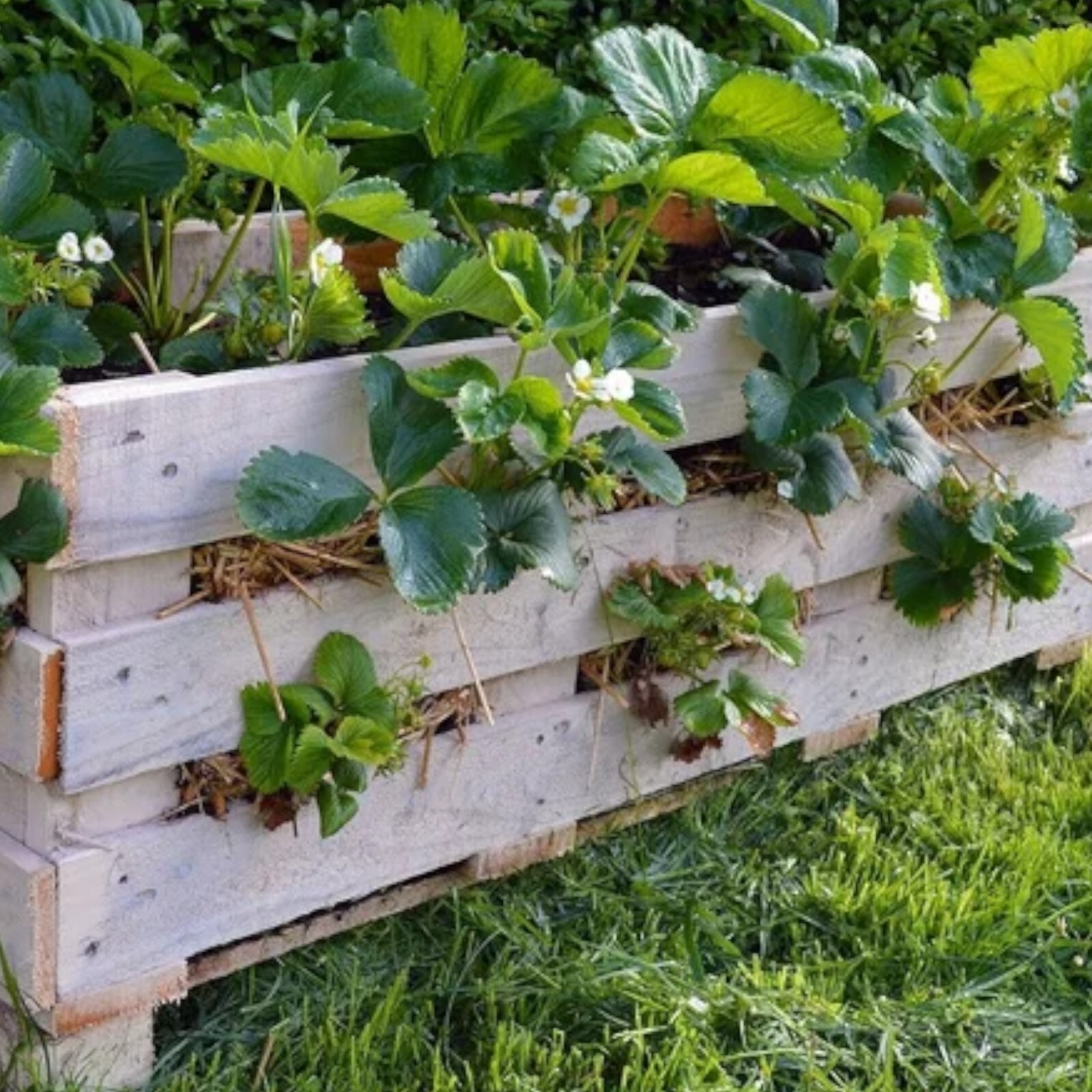 200 pcs Cream Strawberry Seeds – Hardy Perennial Herb, Fall & Spring Planting.