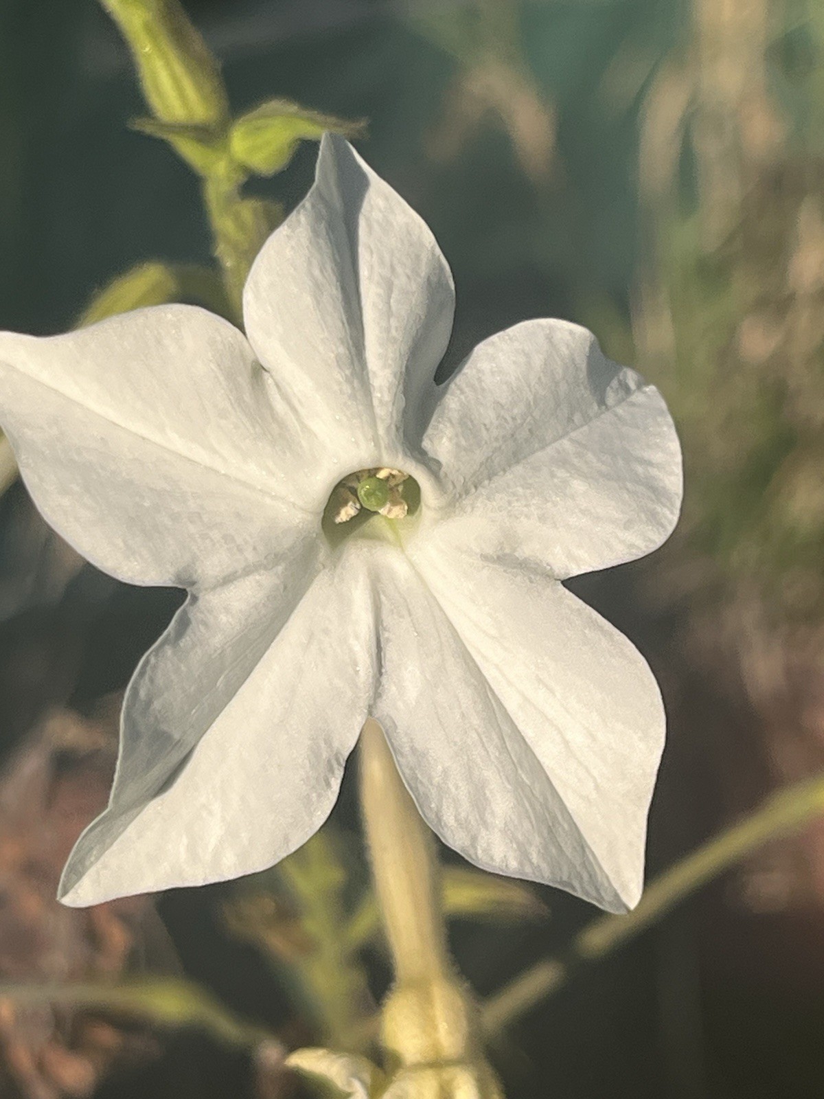 Garden Start Seed Variety Packs (PNW Native, Rare Exotic)