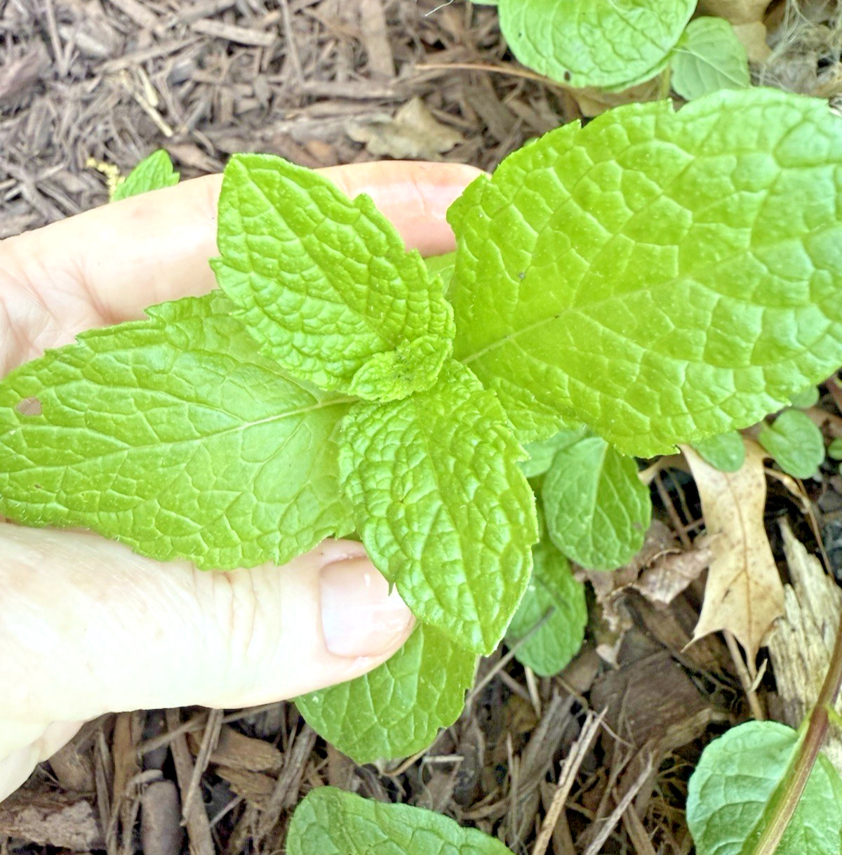 6+ Live Spearmint MINT Healthy Plants Fresh Culinary Herb Rooted Starter Plugs