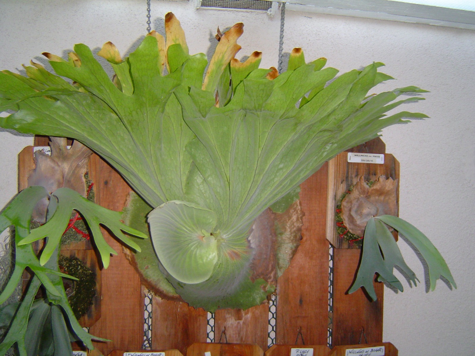 Staghorn Fern – P. Superbum – Platycerium