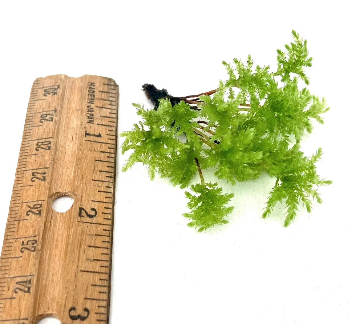 Climacium Tree Moss 10 pcs (Dendroides / Americanum) Live Moss for Terrarium