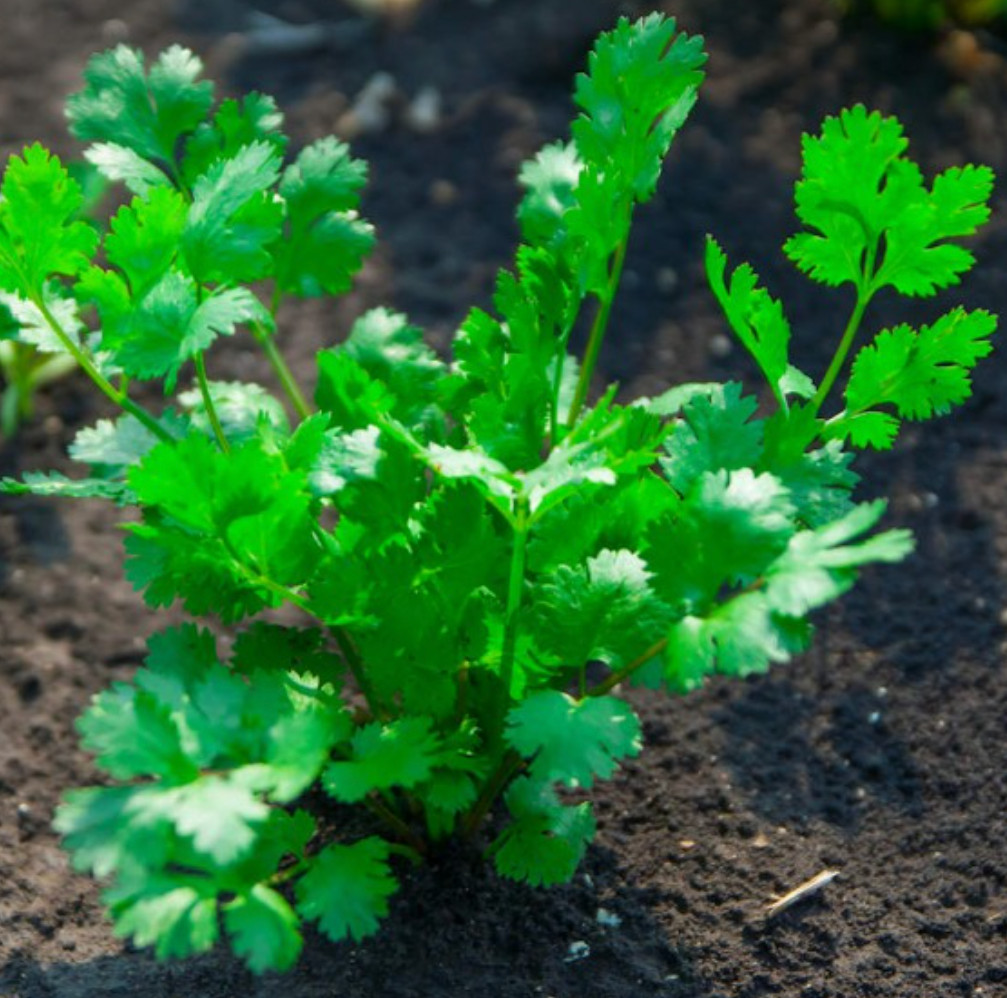 Leisure Cilantro Seeds NON GMO 200 Seeds