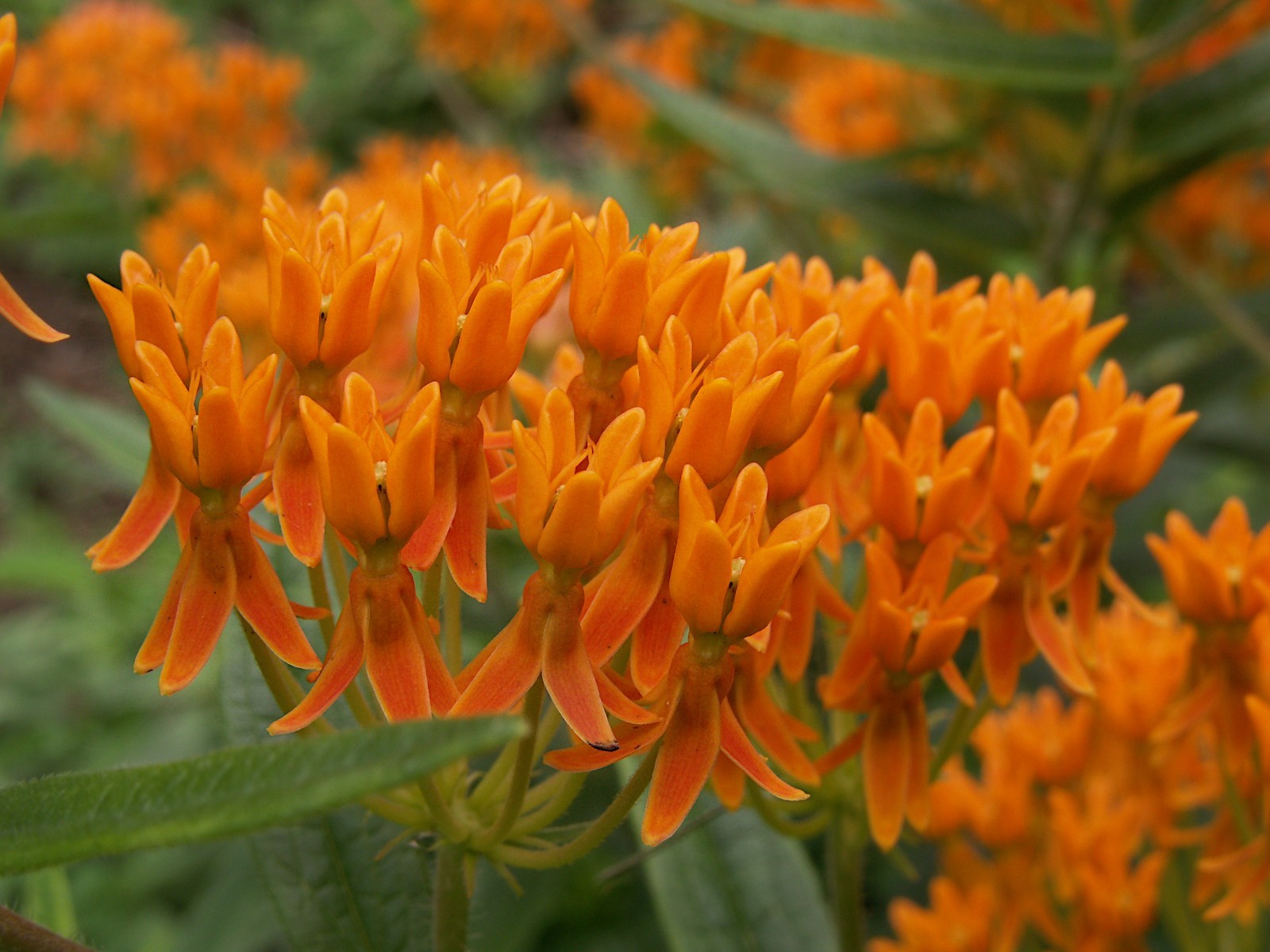 Butterfly Milkweed Seeds Texas Native Seeds Asclepias Tuberosa Pollinator Seeds