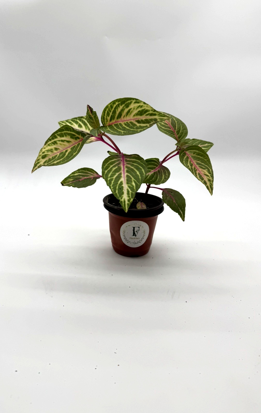 Iresine Herbstii Bloodleaf Live Plant 4″ Pot Pink Veins Easy Houseplant