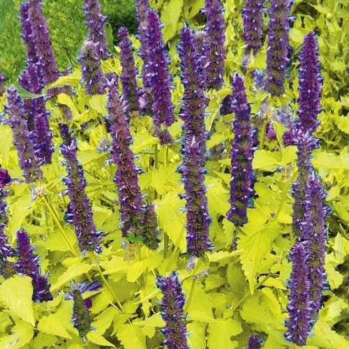 Agastache foeniculum Golden Jubilee GOLDEN ANISE HYSSOP Seeds!