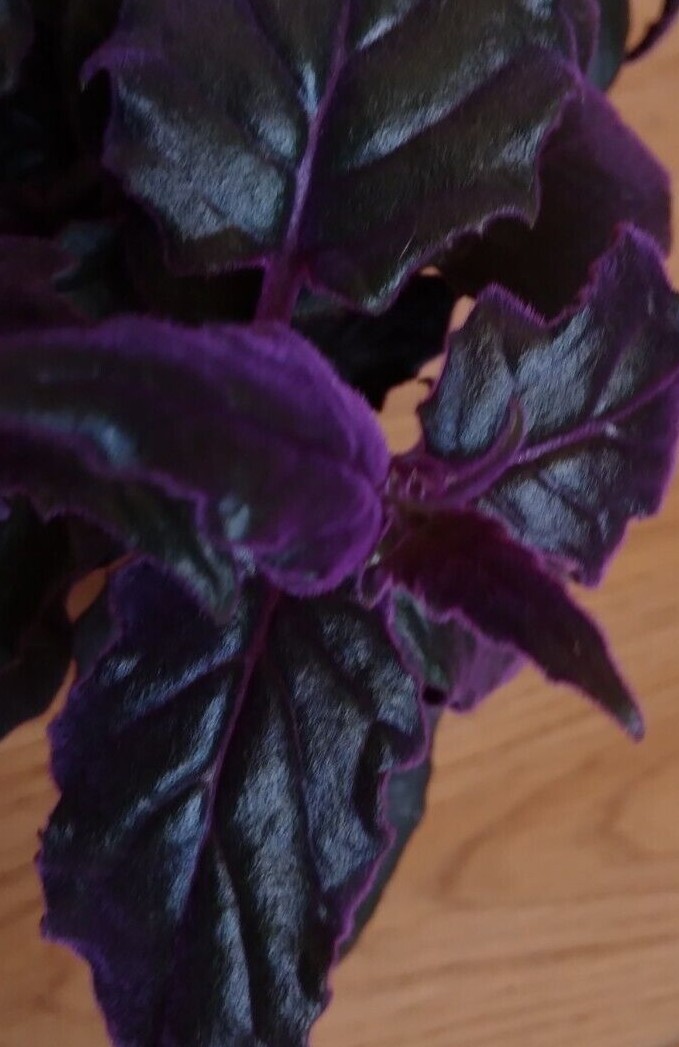 RARE !! Purple Passion plant (Gynura Aurantiaca) purple velvet LIVE plant!