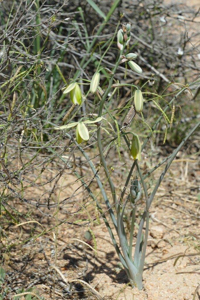 Albuca Acuminata seed RARE Winter/spring bloom