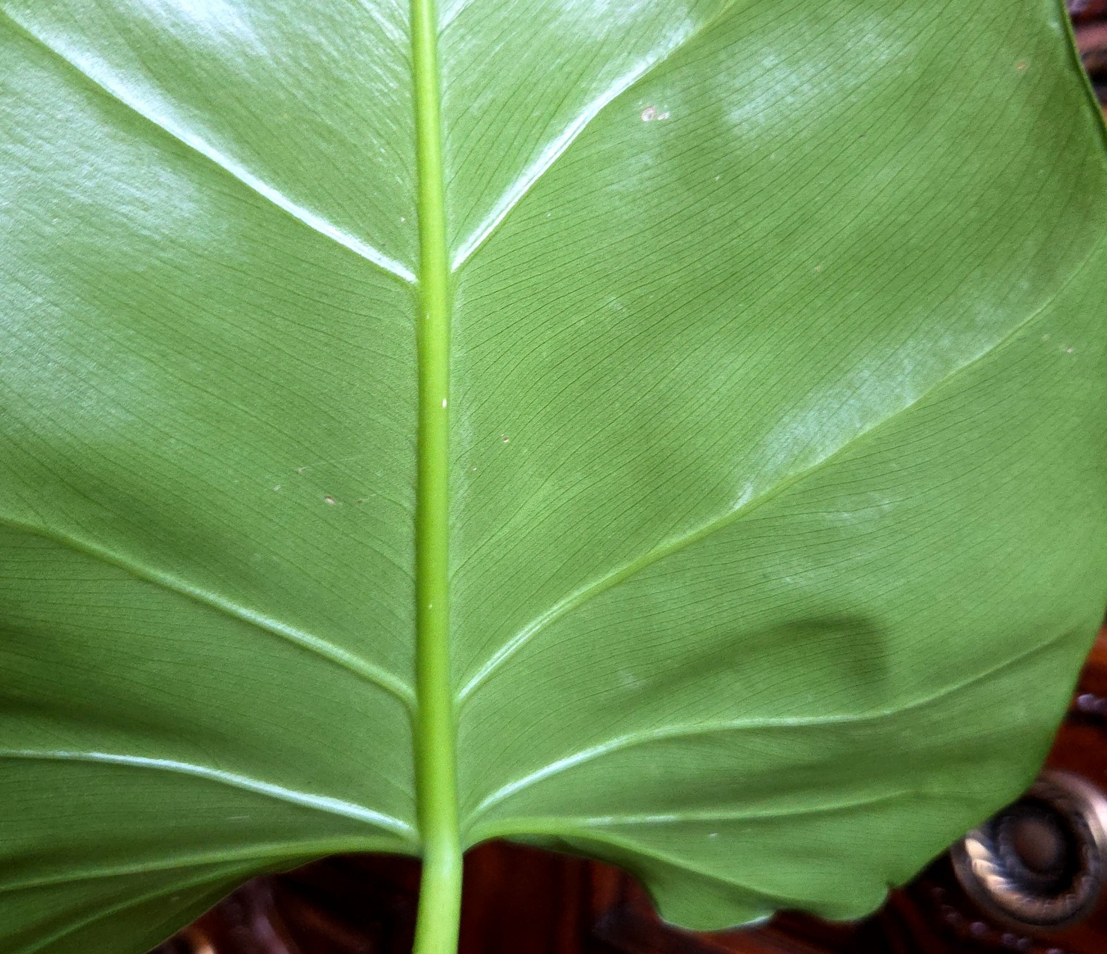 Rare XL Philodendron Giganteum Mint 30″ Tall Not Monstera Anthurium Syngonium