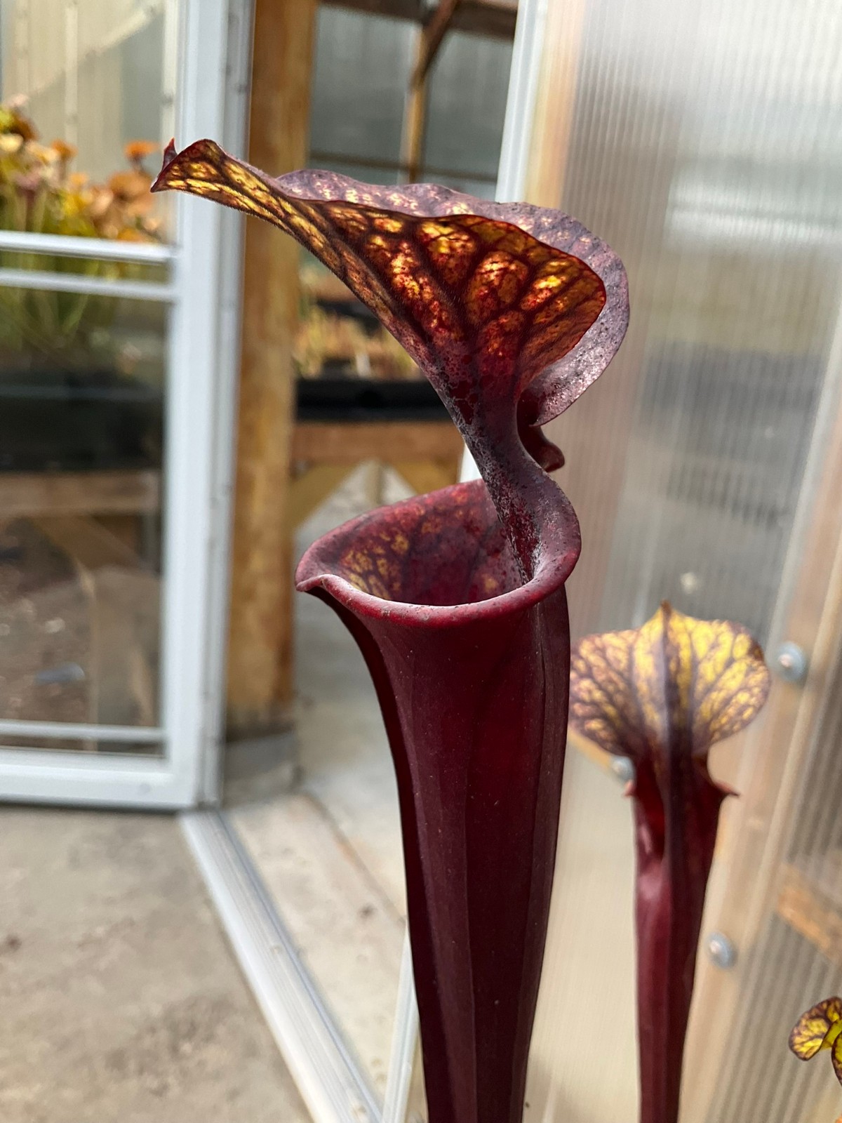 Sarracenia flava cuprea x flava rubricorpora OP, Gallon Exact Plant, Big GP