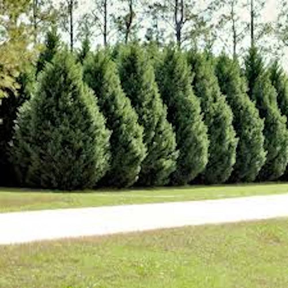20 Leyland Cypress Tree Starter Plant Evergreen Bare Root